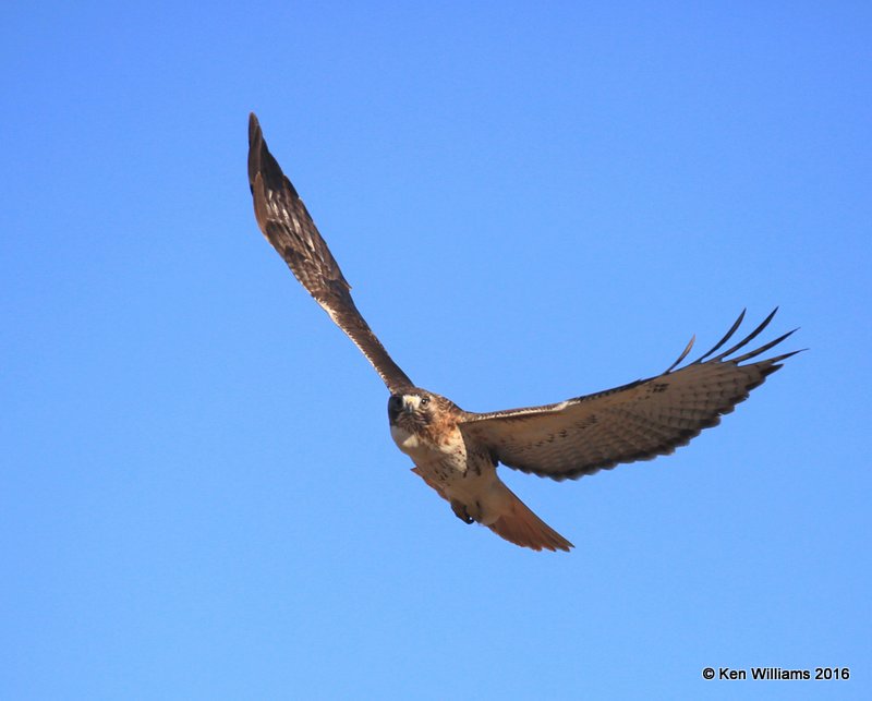 Red-tailed Hawk - Eastern, Osage Co, OK, 12-20-16, Jpa_63631.jpg