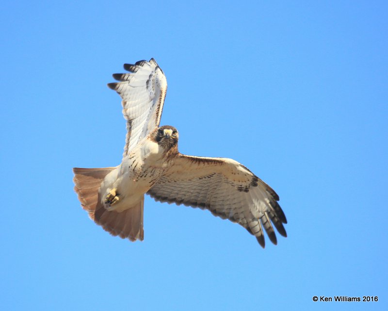 Red-tailed Hawk - Eastern, Osage Co, OK, 12-20-16, Jpa_63633.jpg