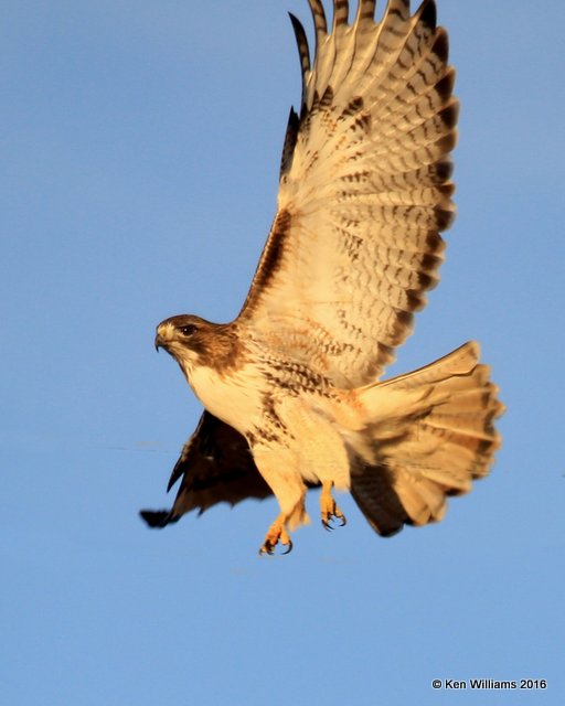 Red-tailed Hawk - Eastern, Osage Co, OK, 12-20-16, Jpa_63737.jpg
