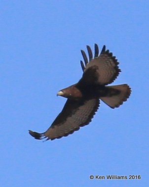 Red-tailed Hawk - Harlan's dark morph, Noble Co, OK, 12-20-16, Jpa_63468.jpg