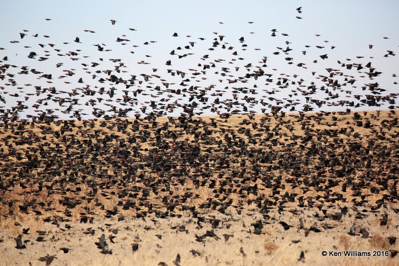 Red-winged Blackbirds, Noble Co, OK, 12-20-16, Jpa_63406.jpg