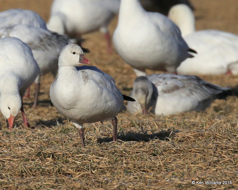 Ross's Goose, Sequoyah Co, OK, 12-19-16, Jpa_62941.jpg