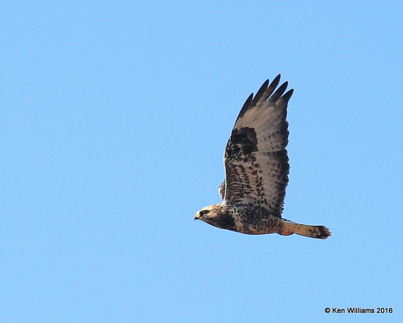 Rough-legged Hawk, Osage Co, OK, 12-20-16, Jpa_63668.jpg