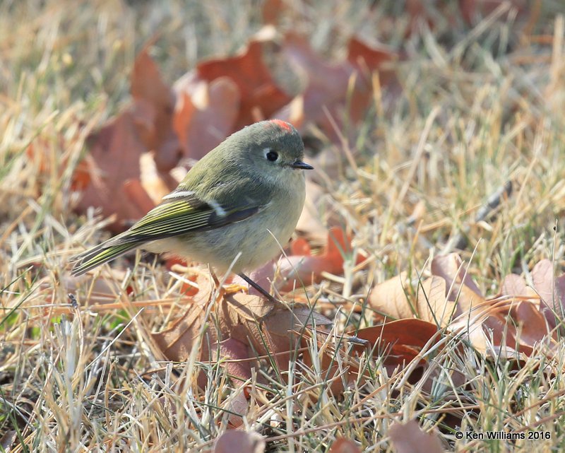 Ruby-crowned Kinglet, Ft Gibson Lake, Wagoner Co, OK, 12-19-16, Jpa_63033.jpg