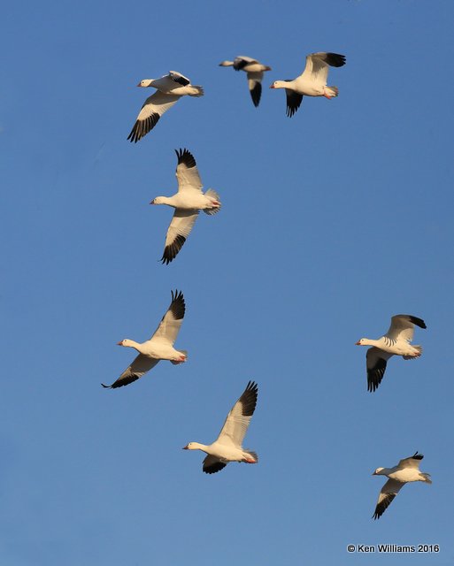 Snow & Ross's Geese, Sequoyah Co, OK, 12-19-16, Jpa_62766.jpg