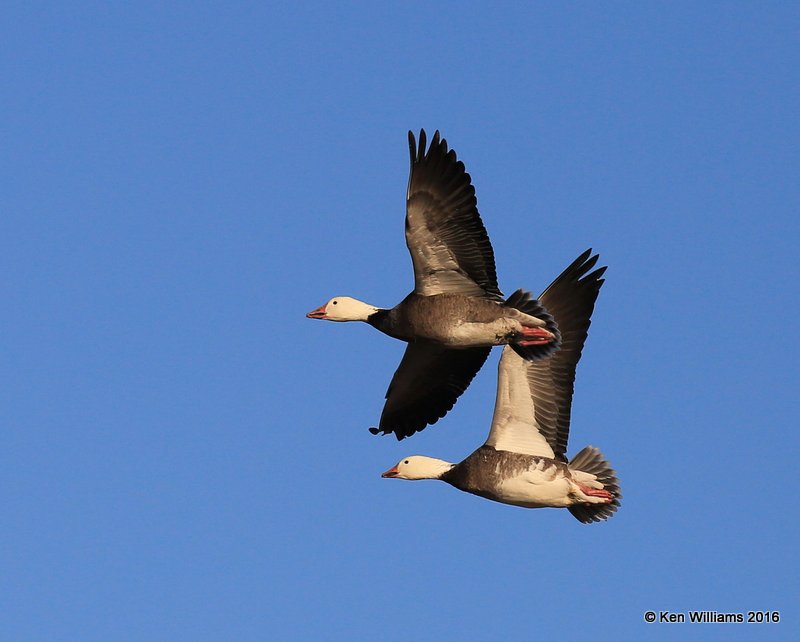 Snow Geese dark morph, Sequoyah Co, OK, 12-19-16, Jpa_62787.jpg