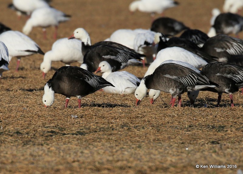 Snow Geese dark morph, Sequoyah Co, OK, 12-19-16, Jpa_62923.jpg