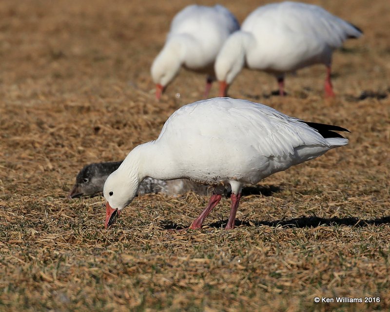 Snow Geese white morph, Sequoyah Co, OK, 12-19-16, J, Sequoyah Co, OK, 12-19-16, Jpa_62956.jpg