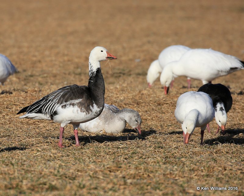 Snow Goose both white & dark morph, Sequoyah Co, OK, 12-19-16, Jpa_62955.jpg