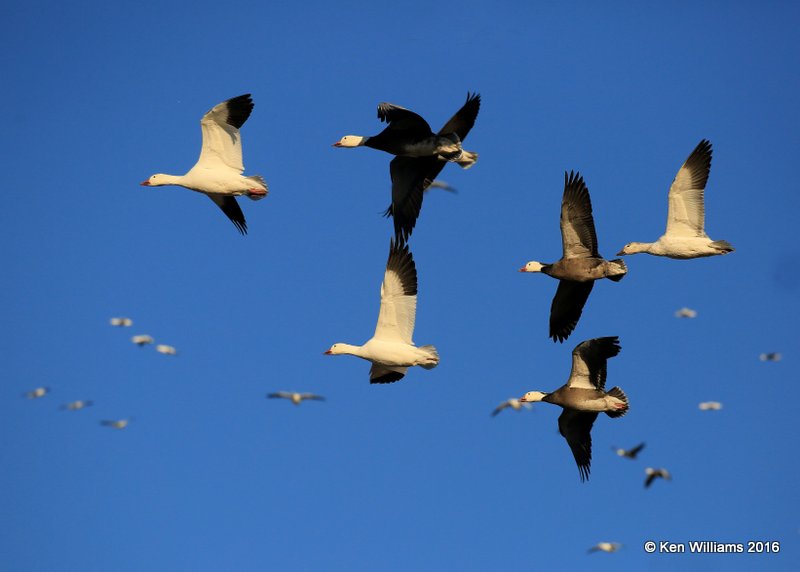 Snow Goose both white & dark morphs, Sequoyah Co, OK, 12-19-16, Jpa_62714.jpg