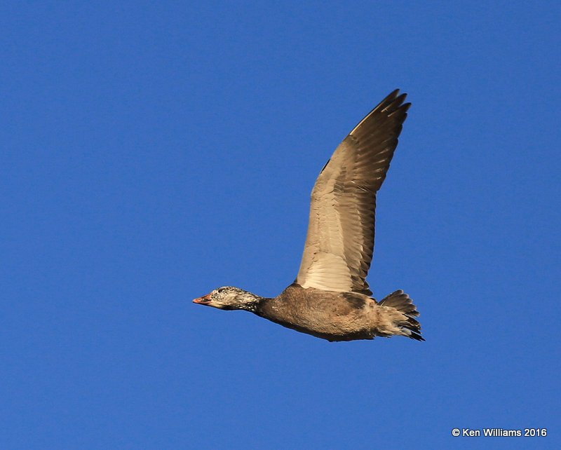 Snow Goose dark morph, Sequoyah Co, OK, 12-19-16, Jpa_62741.jpg