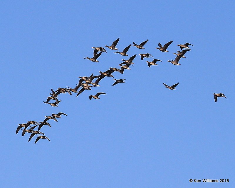 Greater White-fronted Geese, Sooner Lake, OK, 12-20-16, Jpa_63356.jpg