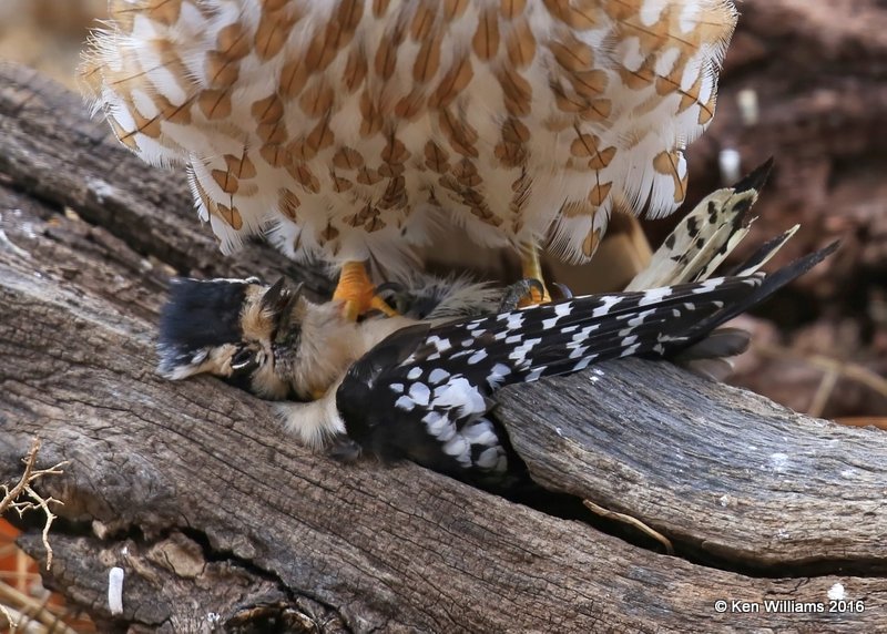 Downy Woodpecker female caught by Sharp-shinned Hawk, Rogers Co yard, OK, 1-5-17, Jpa_64299.jpg