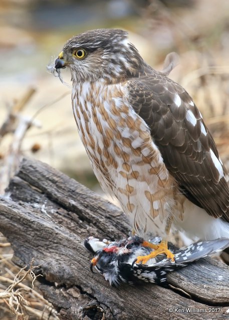 Sharp-shinned Hawk eating a Downy Woodpecker female, Rogers Co yard, OK, 1-5-17, Jpa_64412.jpg