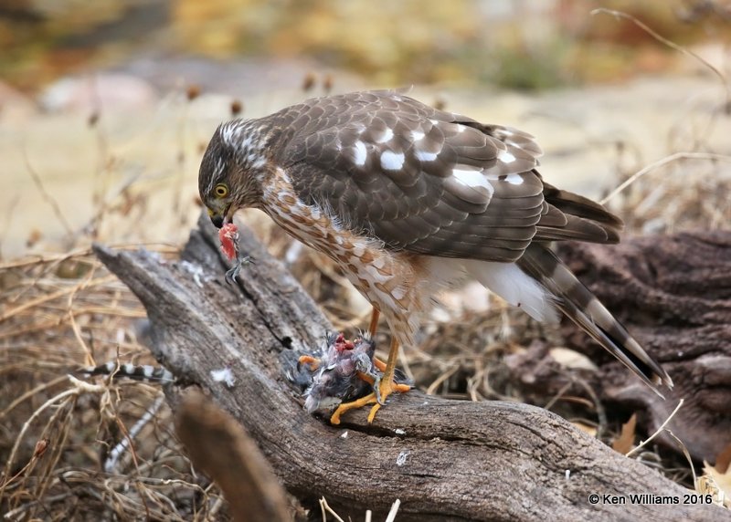 Sharp-shinned Hawk eating a Downy Woodpecker female, Rogers Co yard, OK, 1-5-17, Jpa_64466.jpg