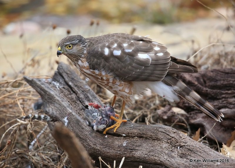 Sharp-shinned Hawk eating a Downy Woodpecker female, Rogers Co yard, OK, 1-5-17, Jpa_64473.jpg