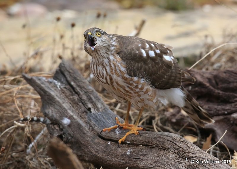 Sharp-shinned Hawk, Rogers Co yard, OK, 1-5-17, Jpa_64550.jpg