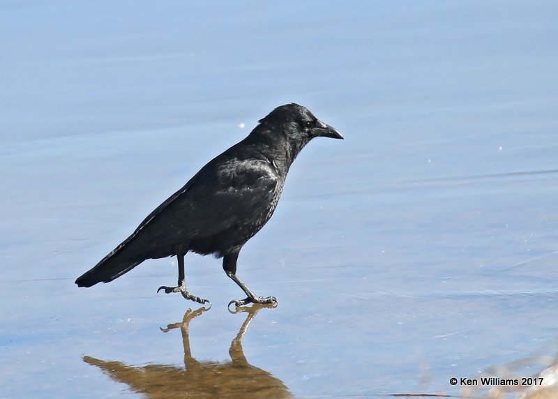 American Crow, Kay Co, OK, 1-7-17, Ja_64921.jpg