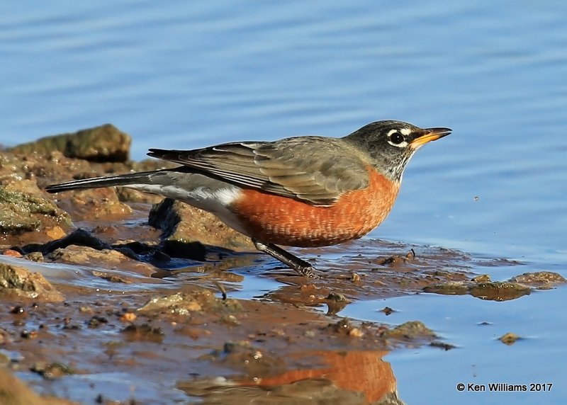 American Robin, Kay Co, OK, 1-7-17, Jpa_65092.jpg