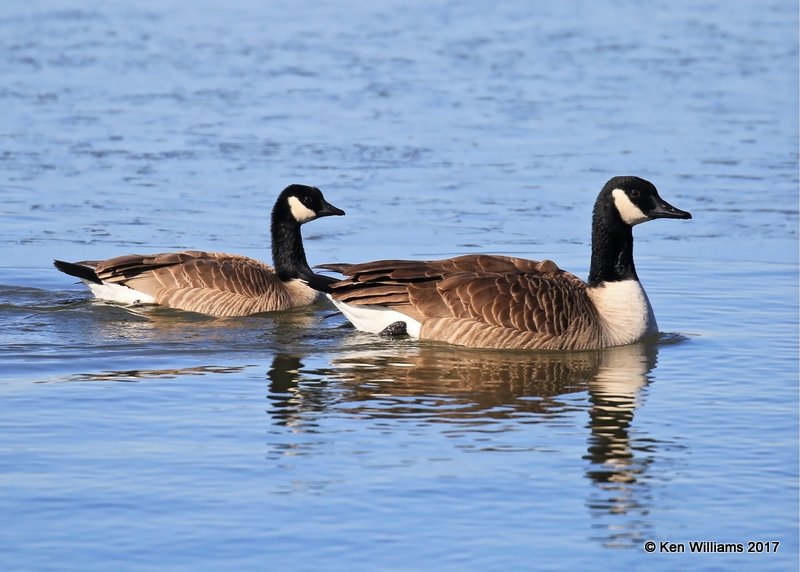 Canada Geese - Lesser left & Common right, Kay Co, OK, 1-7-17, Jpa_64787.jpg