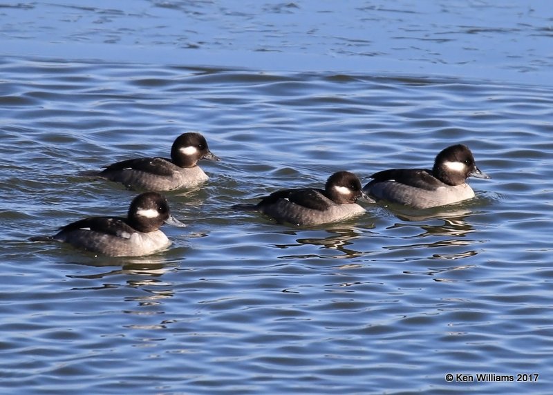 Buffehead females, Kay Co, OK, 1-7-17, Jpa_64872.jpg