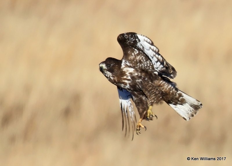 Red-tailed Hawk Harlan's adult, Osage Co, OK, 1-7-17, Jpa_65219.jpg