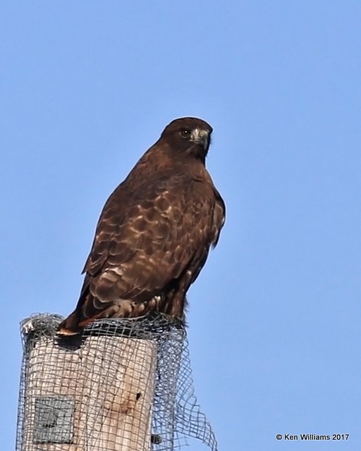 Red-tailed Hawk dark morph adult, Osage Co, OK, 1-7-17, Jpa_64700.jpg