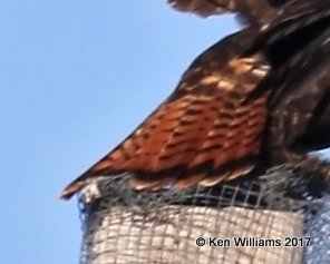 Red-tailed Hawk dark morph adult, Osage Co, OK, 1-7-17, Jpa_64705.jpg