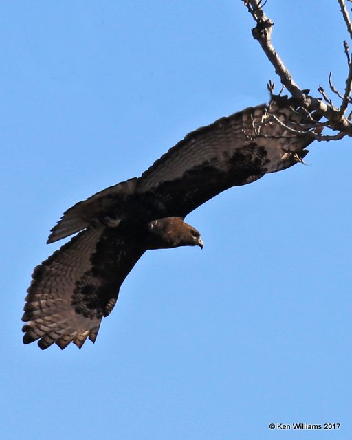 Red-tailed Hawk Harlan's adult, Osage Co, OK, 1-7-17, Jpa_65206.jpg