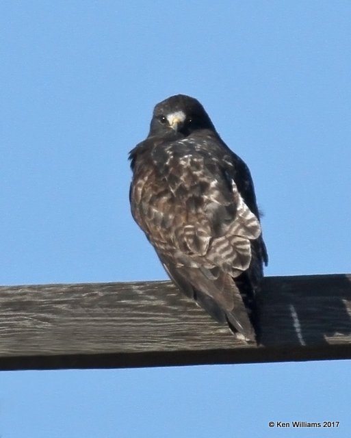 Rough-legged Hawk dark morph adult male, Osage Co, OK, 1-7-17, Jpa_65282.jpg