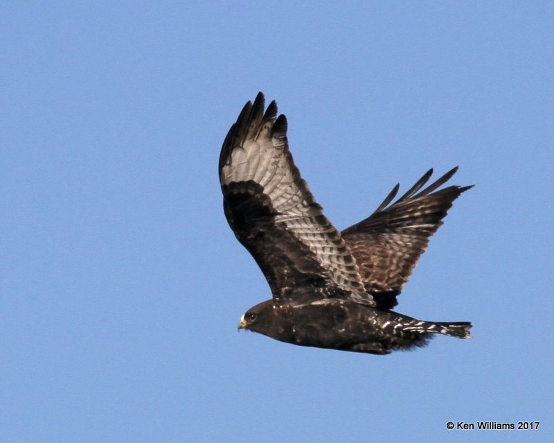 Rough-legged Hawk dark morph adult male, Osage Co, OK, 1-7-17, Jpa_65298.jpg