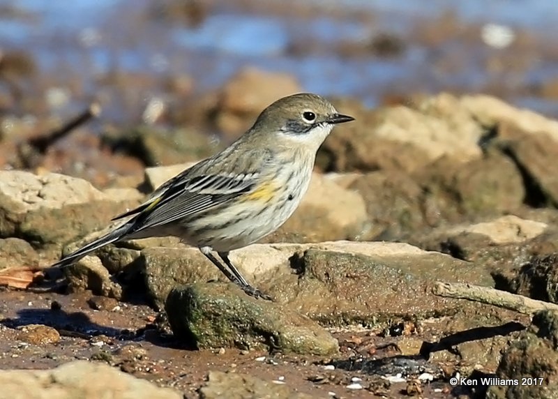 Yellow-rumped Warbler - Myrtle, Myrtle, Kay Co, OK, 1-7-17, Jpa_65035.jpg