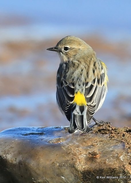 Yellow-rumped Warbler, Myrtle, Kay Co, OK, 1-7-17, Jpa_65103.jpg