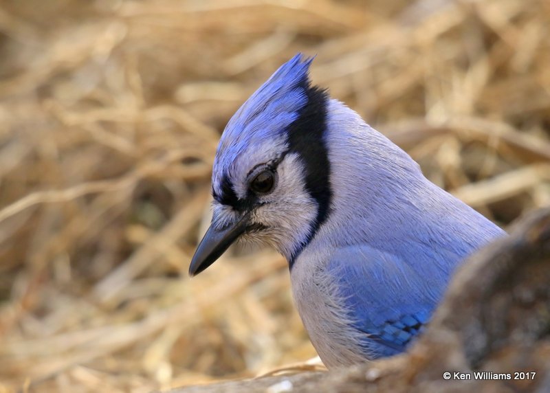 Blue Jay, Rogers Co, OK, 1-12-16, Jpa_00014.jpg