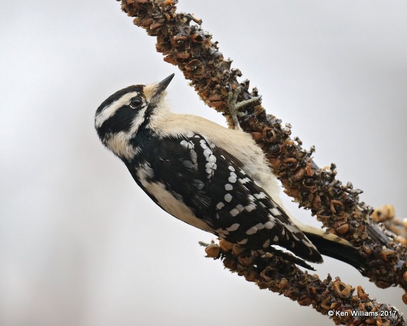 Downy Woodpecker female, Rogers Co, OK, 1-12-16, Jpa_00117.jpg