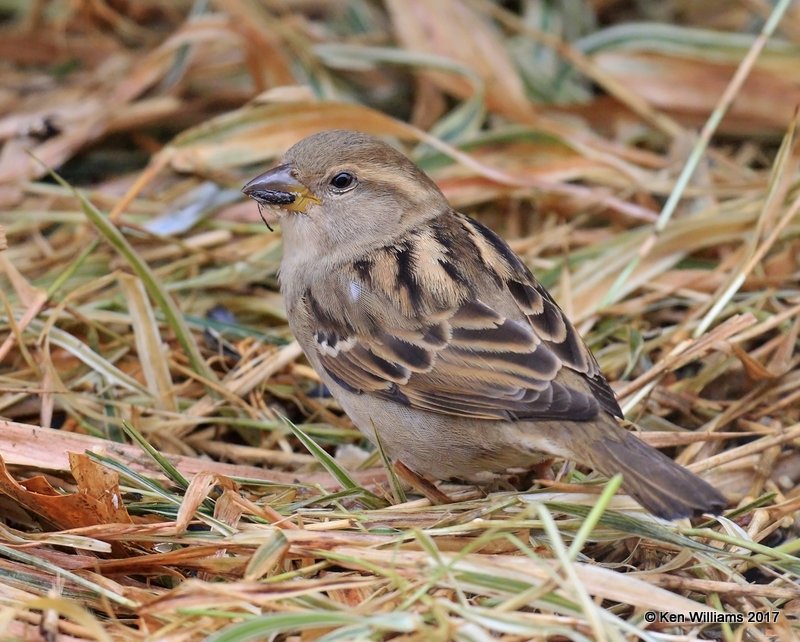 House Sparrow female, Rogers Co, OK, 1-12-16, Jpa_00056.jpg