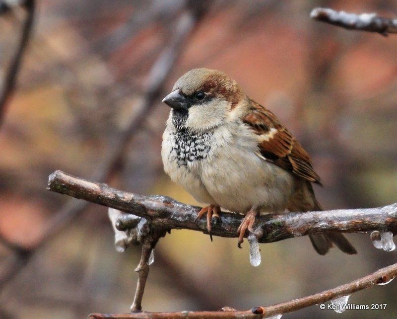 House Sparrow male, Rogers Co, OK, 1-12-16, Jpa_00084.jpg