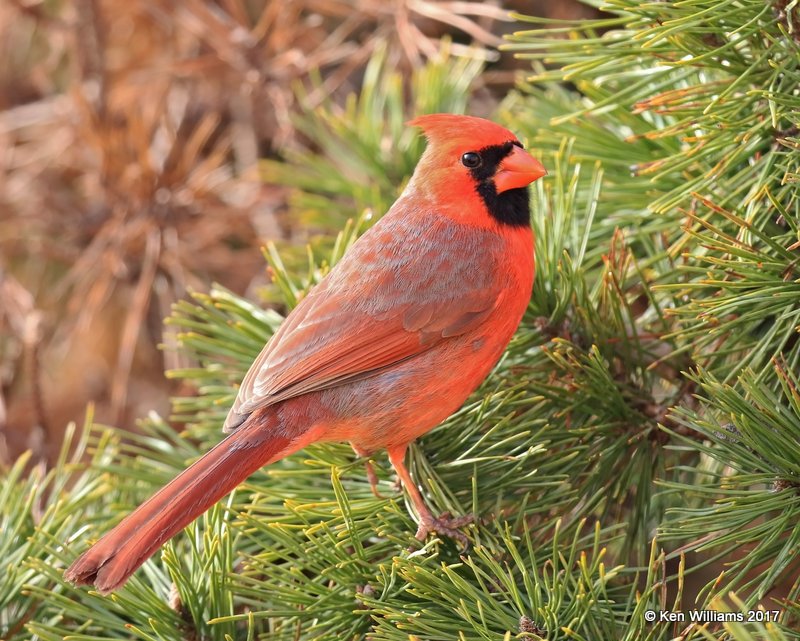 Northern Cardinal male, Rogers Co, OK, 1-12-16, Jpa_00132.jpg