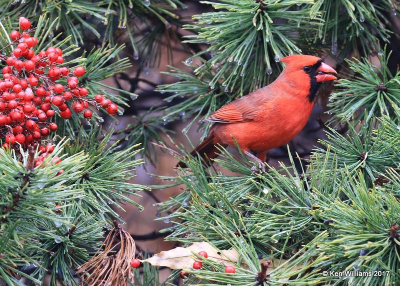 Northern Cardinal male, Rogers Co, OK, 1-12-16, Jpa_00145.jpg