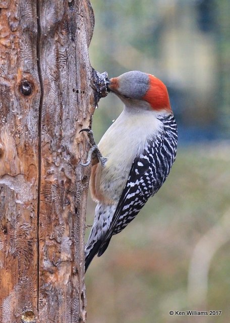 Red-bellied Woodpecker female, Rogers Co, OK, 1-12-16, Jpa_00061.jpg