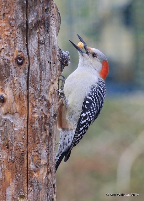 Red-bellied Woodpecker female, Rogers Co, OK, 1-12-16, Jpa_00063.jpg