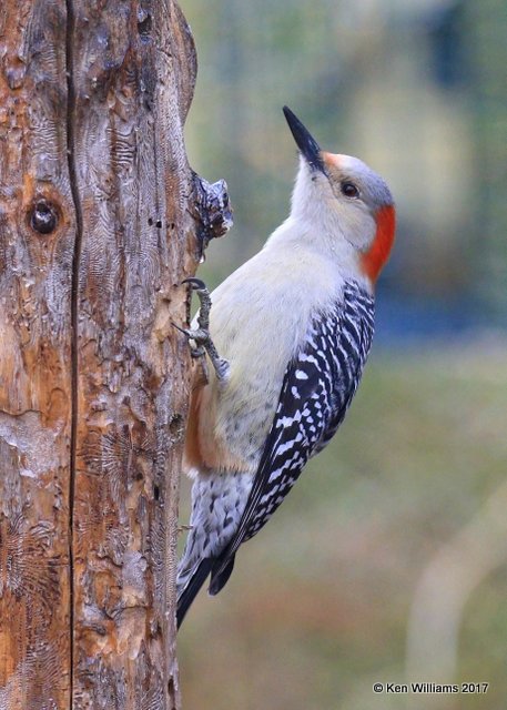 Red-bellied Woodpecker female, Rogers Co, OK, 1-12-16, Jpa_00064.jpg
