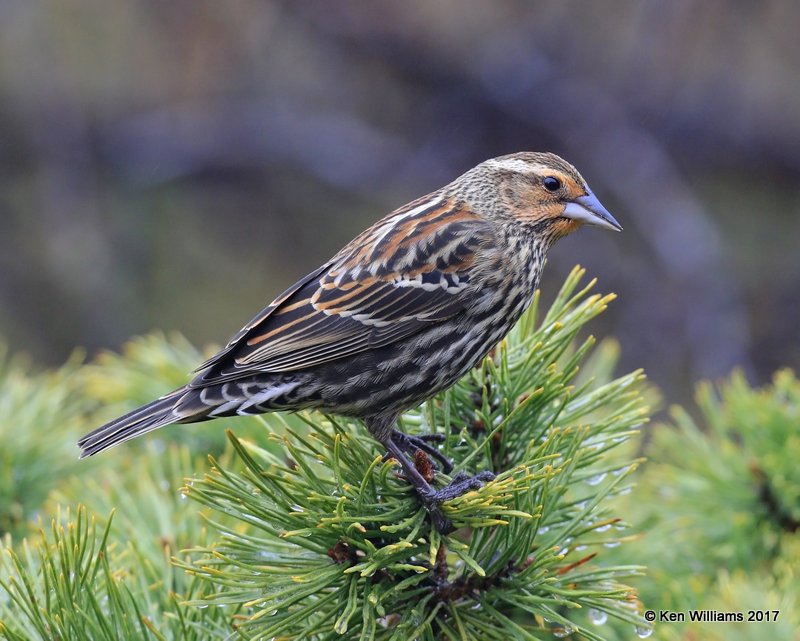 Red-winged Blackbird, Rogers Co, OK, 1-12-16, Jpa_00122.jpg