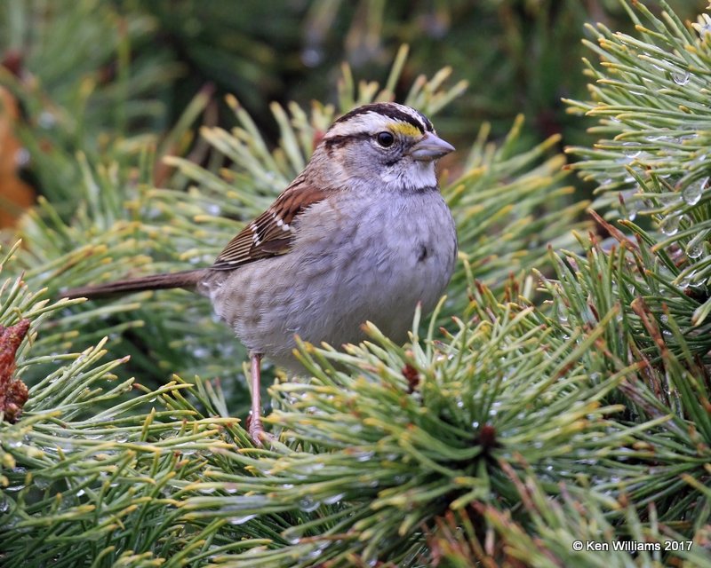 White-throated Sparrow, Rogers Co, OK, 1-12-16, Jpa_00178.jpg