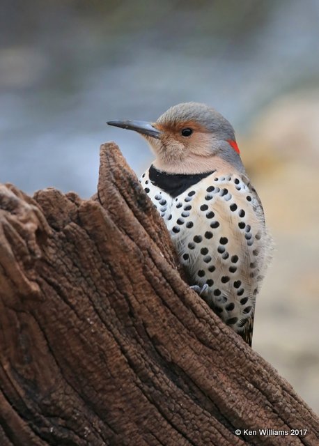 Northern Flicker female, Yellow-shafted, Rogers Co, OK, 1-12-16, Jpa_64651.jpg