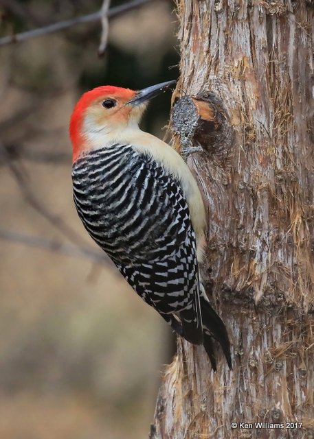 Red-bellied Woodpecker male, Rogers Co, OK, 1-6-16, Jpa_64644.jpg