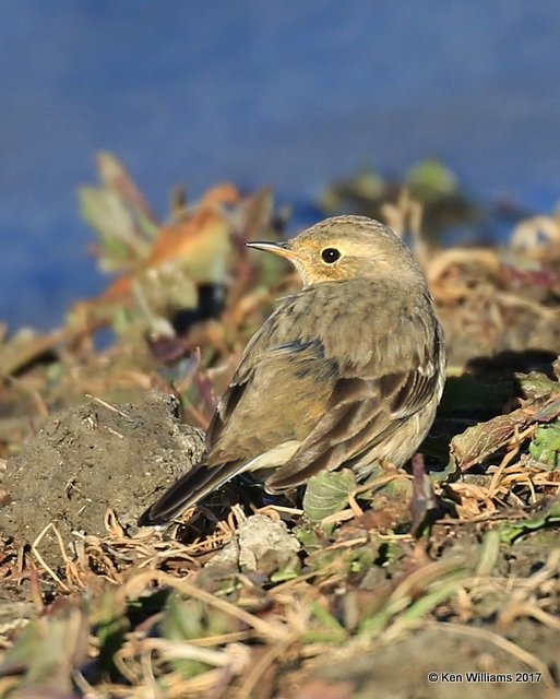 American Pipit, Tulsa Co, OK, 1-17-17, Ja_00695.jpg