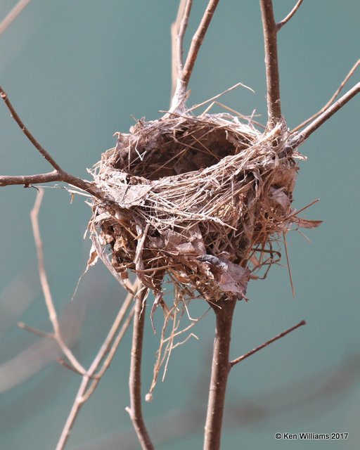 Bird Nest, Cherokee Co, OK, 1-30-17, Ja_02051.jpg