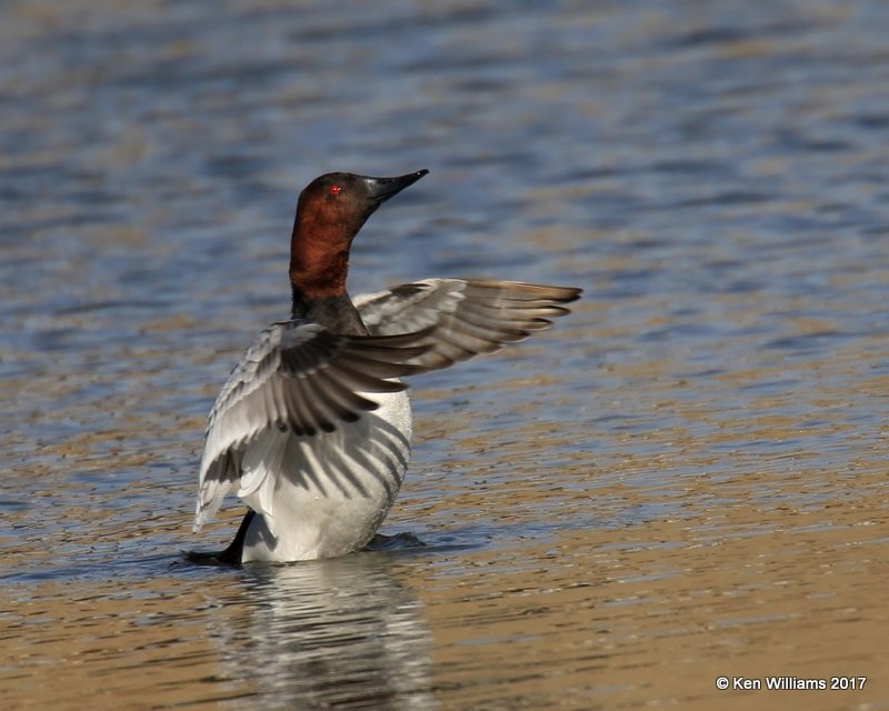 Canvasback male streatching, Tulsa Co, OK, 1-31-17, Ja_02645.jpg