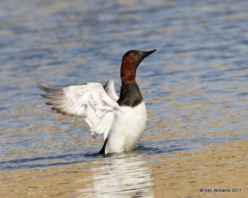 Canvasback male streatching, Tulsa Co, OK, 1-31-17, Ja_02651.jpg